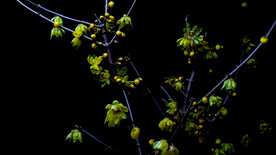 腊梅花开放视频