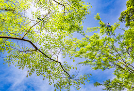 蓝天树枝 仰视天空