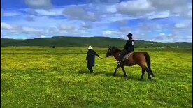 甘南草原羊群旅游宣传片