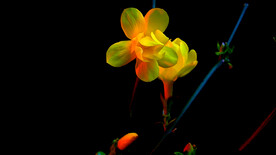 迎春花开延时摄影