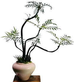 桌面植物  造型盆栽  小盆景