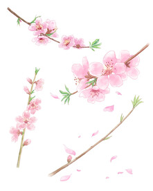 手绘桃花枝头
