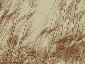 高清分层芦苇背景墙