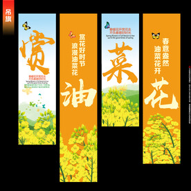 油菜花