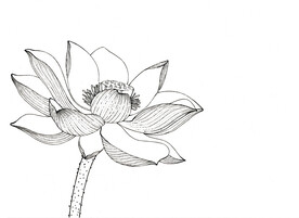荷花白描