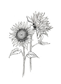 向日葵白描