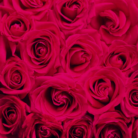 玫瑰花浪漫背景