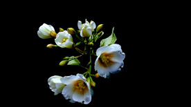 桐子花花延时摄影