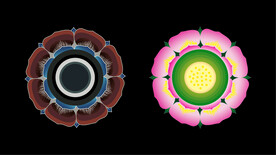 敦煌壁画平瓣大莲花座古典图案