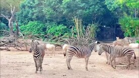 广东长隆野生动物园亲子旅游
