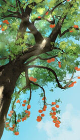 霜降节气仰视柿子树