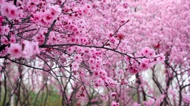 春游 踏春录相MP4