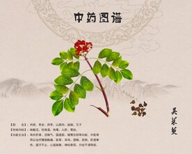 茱萸吴茱萸
