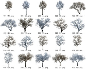 免扣高清景观树枯树雪松素材