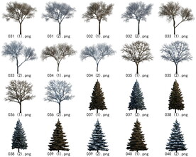 免扣高清景观树枯树雪松素材