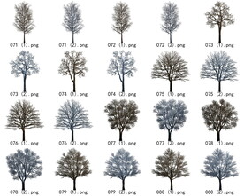 免扣高清景观树枯树雪松素材