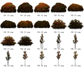 免扣高清景观树枯树雪松素材