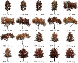 免扣高清景观树枯树雪松素材