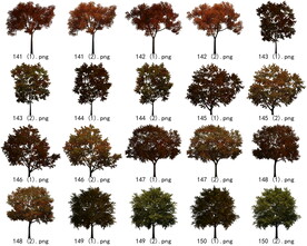 免扣高清景观树枯树雪松素材