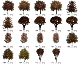 免扣高清景观树枯树雪松素材