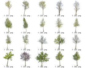 免扣高清景观树开花乔木素材