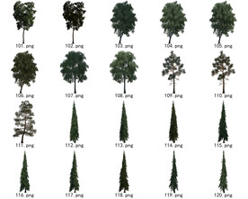 免扣高清景观树国外植物素材