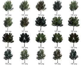 免扣高清景观树国外植物素材