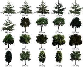 免扣高清景观树国外植物素材