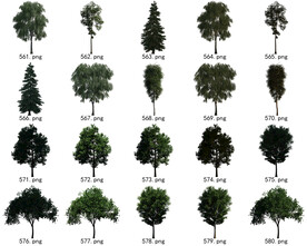 免扣高清景观树国外植物素材
