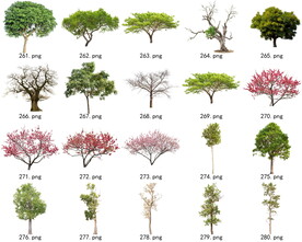 免扣高清景观树常绿乔木素材