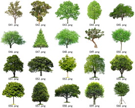 免扣高清景观树常绿乔木素材