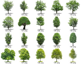 免扣高清景观树常绿乔木素材