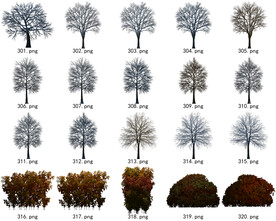 免扣高清景观树常用乔木贴图素材