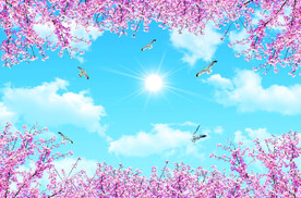 蓝天白云 樱花