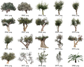 免扣高清景观树常用乔木贴图素材
