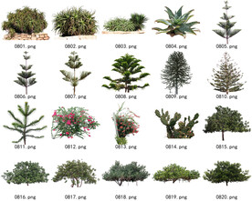 免扣高清景观树常用乔木贴图素材