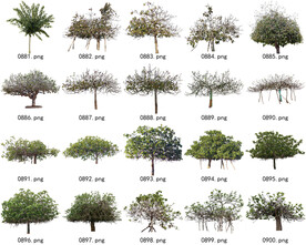 免扣高清景观树常用乔木贴图素材