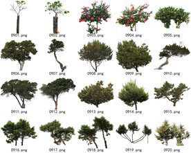 免扣高清景观树常用乔木贴图素材