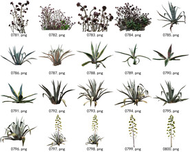 免扣高清景观树常用乔木贴图素材