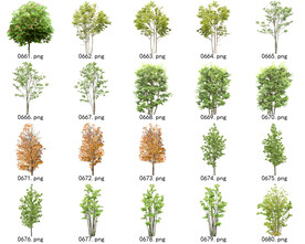 免扣高清景观树常用乔木贴图素材