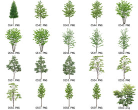 免扣高清景观树常用乔木贴图素材