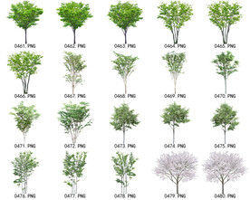 免扣高清景观树常用乔木贴图素材