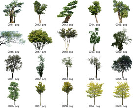 免扣高清景观树常用乔木贴图素材