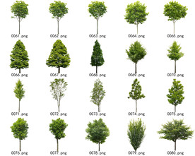 免扣高清景观树常用乔木贴图素材
