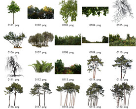 免扣高清景观树常用乔木贴图素材
