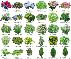 高清树木花卉绿植免抠贴图素材 