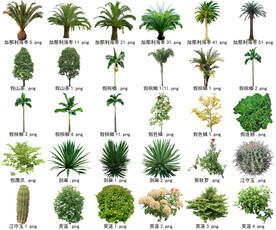 高清树木花卉绿植免抠贴图素材 