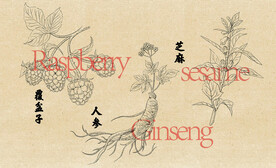 中草药人参覆盆子芝麻手绘图