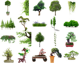高清树木花卉绿植免抠贴图   