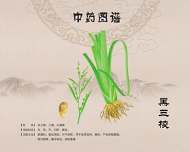 黑三棱